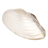 Natural,Conch,Shell,Coral,Pearl,Mussel,Large,Decorations