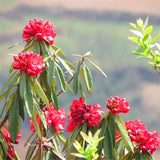 Egrow,Rhododendron,Delavayi,Seeds,Rhododendron,Delavayi,Plant,Rhododendron,Delavayi