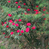 Egrow,Rhododendron,Delavayi,Seeds,Rhododendron,Delavayi,Plant,Rhododendron,Delavayi