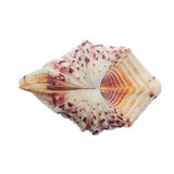 Natural,Shell,Conch,Beach,Seashell,Beautiful,Ornament,Decoration