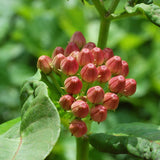 Egrow,Purple,Asclepias,Seeds,Garden,Flowers,Plants,Bonsai,Seeds,Milkweed,Seeds