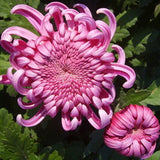 10Pcs,Chrysanthemum,Seeds,Garden,Flower,Bonsai,Seeds