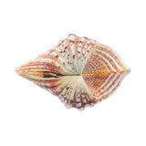 Natural,Shell,Conch,Beach,Seashell,Beautiful,Ornament,Decoration