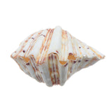 Natural,Shell,Conch,Beach,Seashell,Beautiful,Ornament,Decoration