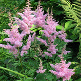 Egrow,Astilbe,Seeds,Chinese,Astilbe,Plant,Astilbe,Chinensis,Flower,Seeds