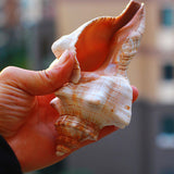 Natural,Trumpet,Shells,Conch,Snails,Ornament,Decorations