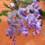 Egrow,Garden,Creepers,Wisteria,Seeds,Bonsai,Seeds,Ornamental,Plant,Flower,Seeds