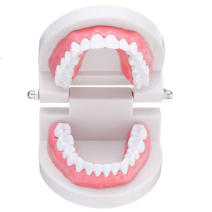 Human,Dental,Model,Teeth,Close,Model,Gingiva,Visible,Anatomic,Demonstration,Teeth,Brush,Flossing,Teaching,Medical,Model