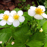 Egrow,Alpine,Strawberry,Seeds,Perennial,Sweet,Fruit,Fragaria,Bonsai