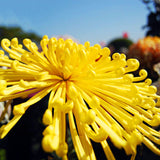 Egrow,Chrysanthemum,Seeds,Yellow,Chrysanthemum,Bonsai,Gardening,Flower,Plant