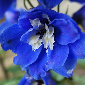 Egrow,100Pcs,Delphinium,Grandiflorum,Flower,Seeds,Gardening,Bonsai,Garden,Decor