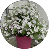 Egrow,Petunia,Seeds,Variety,Hardy,Lasting,Balcony,Flowers,Seeds