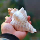 Natural,Trumpet,Shells,Conch,Snails,Ornament,Decorations