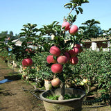 Egrow,Apple,Seeds,Garden,Potted,Fruit,Apple,Bonsai,Plants