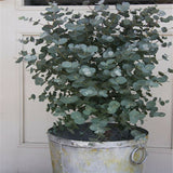 Egrow,Eucalyptus,Seeds,Bonsai,Aromatherapy,Tropical,Garden,plant