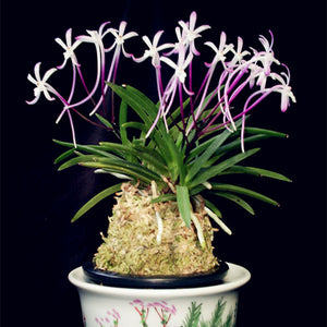 Egrow,Neofinetia,Falcata,Orchid,Seeds,Bonsai,Flower,Plants,Garden