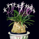 Egrow,Neofinetia,Falcata,Orchid,Seeds,Bonsai,Flower,Plants,Garden