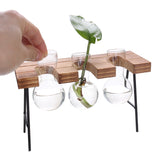 Shape,Glass,Plant,Hydroponic,Container,Flower,Bottle,Table,Decor,Wooden,Shelf,Stand