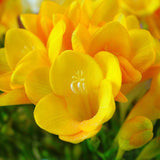 Egrow,Yellow,Freesia,Flower,Seeds,Perennial,Orchid,Garden,Bonsai,Plants