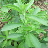 Egrow,Stevia,Rebaudiana,Seeds,Sweetleaf,Diabetic,Garden,Plant