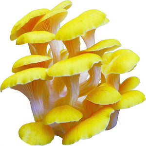 Egrow,Organic,Mushroom,Seeds,Edible,Health,Vegetable,Seeds,Garden,Swamm,Plants