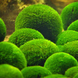 Egrow,Aquarium,Grass,Seeds,Water,Aquatic,Plant,Seeds,Ornamental,Grass