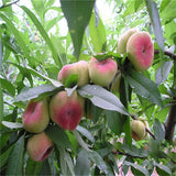 Egrow,Peach,Seeds,Garden,Dwarf,Bonanza,Sweet,Peaches,Bonsai,Fruit,Plants,Seeds