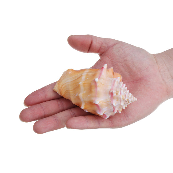 Shell,Conch,Natural,Coral,Ocean,Beach,Ornament,Craft,Decor