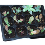 Propagation,Planting,Cloning,Insert,Clone