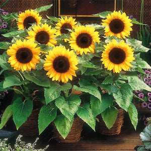 Egrow,Sunflower,Seeds,Garden,Snack,Flower,Decoration,Plants,Bonsai