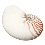 Natural,Conch,SeaShell,Tiger,Chambered,Pompilius,Decorations