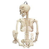 Creepy,Human,Skeleton,Skull,Figurine,Scary,Halloween,Skeleton,Party,Decorations