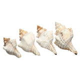 Natural,Trumpet,Shells,Conch,Snails,Ornament,Decorations