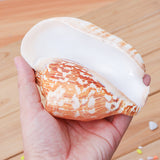 Natural,Shell,Conch,Phoenix,Conch,Coral,Beach,Ornament,Decorations