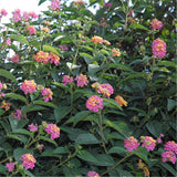 Egrow,Lantana,Seeds,Lantana,Camara,Flower,Seeds,Garden,Seeds