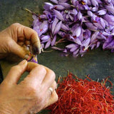 Egrow,Saffron,Seeds,Outdoor,Flower,Bonsai,Saffron,Potted,Plant,Garden,Planting