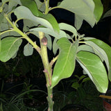 Egrow,Avocado,Seeds,Grafted,Tropical,Fruit,Garden,Plant