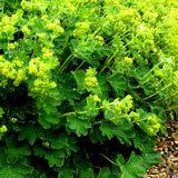 Egrow,Lady's,Mantle,Seeds,Bonsai,Flower,Garden,Plant