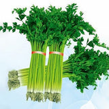 Egrow,Small,Parsley,Seeds,Japanese,Small,Parsley,Seeds,Organic,Vegetable,Seeds