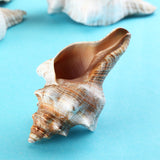 Natural,Trumpet,Shells,Conch,Snails,Ornament,Decorations