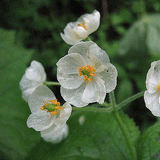 10PCS,Japanese,Lotus,Flower,Seeds,White,Petal,Flower,Turns,Translucent,Bonsai,Crystal