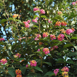 Egrow,Lantana,Seeds,Lantana,Camara,Flower,Seeds,Garden,Seeds