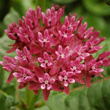 Egrow,Purple,Asclepias,Seeds,Garden,Flowers,Plants,Bonsai,Seeds,Milkweed,Seeds