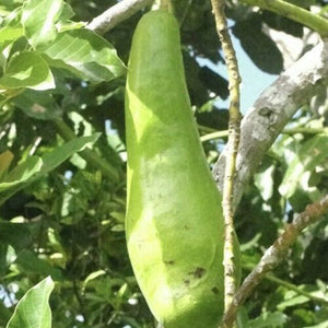 Egrow,Avocado,Seeds,Grafted,Tropical,Fruit,Garden,Plant