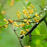 Pyracantha,Seeds,Yellow,Pyracantha,Fortuneana,Firethorn,Perennial,Bonsai,Seeds