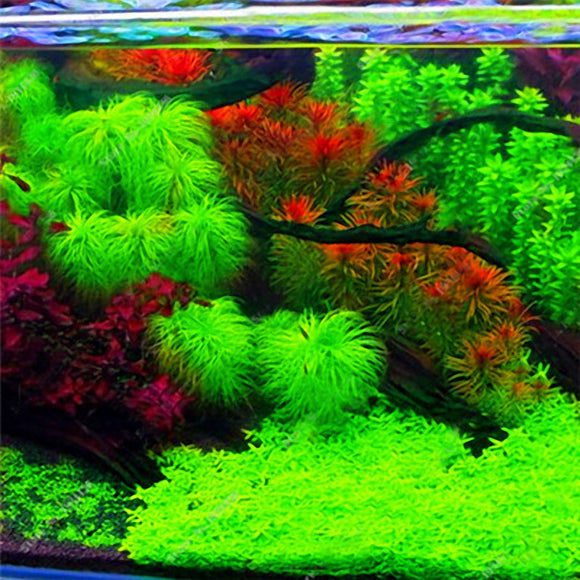 Egrow,Aquarium,Plant,Seeds,Semillas,Raras,Plantas,Aquatic,Trees