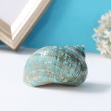 Natural,Shell,Conch,Stunning,Healing,Decor,Ocean,Craft,Decorations