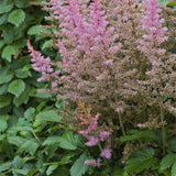 Egrow,Astilbe,Seeds,Chinese,Astilbe,Plant,Astilbe,Chinensis,Flower,Seeds