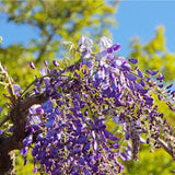 Egrow,Garden,Creepers,Wisteria,Seeds,Bonsai,Seeds,Ornamental,Plant,Flower,Seeds