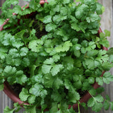 Egrow,Small,Parsley,Seeds,Japanese,Small,Parsley,Seeds,Organic,Vegetable,Seeds